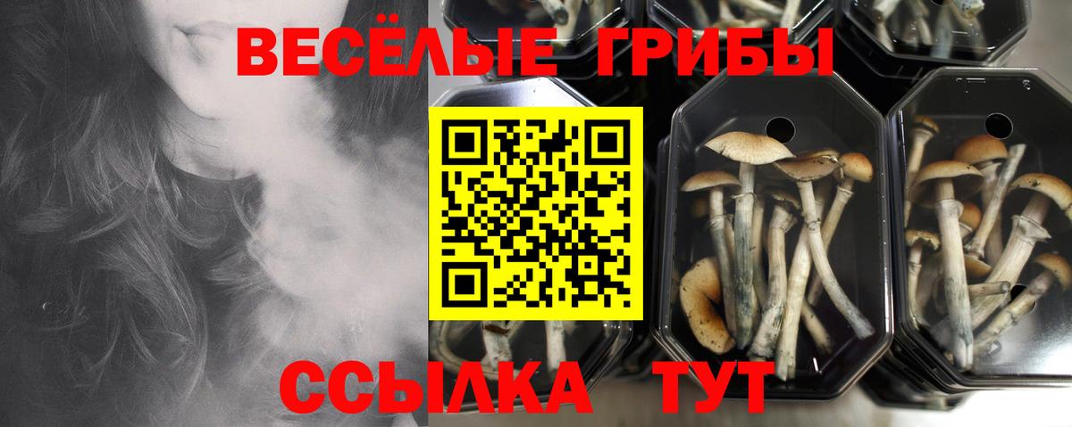 Видное  наркота  Вход с VPN  Псилоцибиновые грибы мухоморы 
